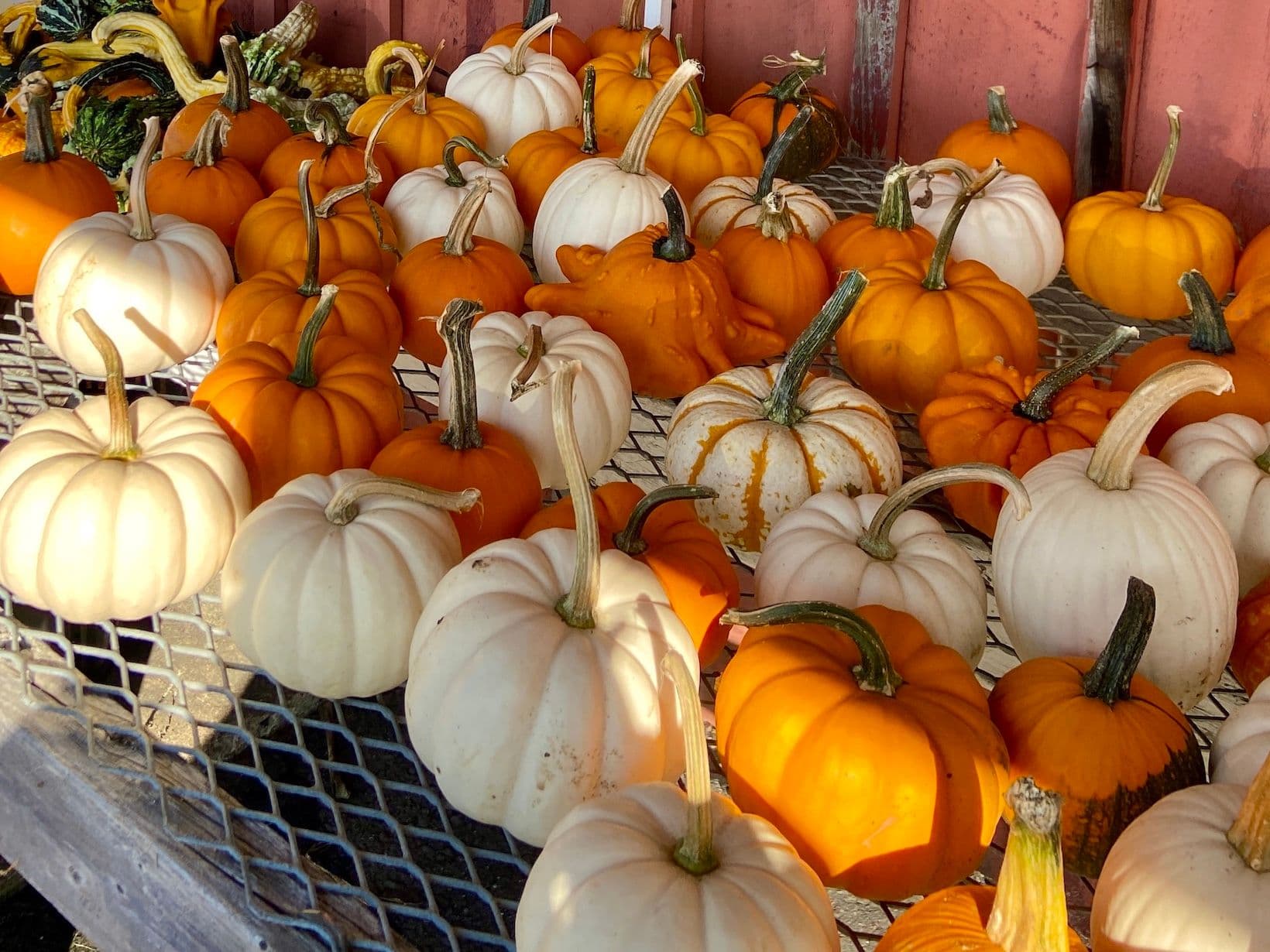 Fall Cooking at its Best