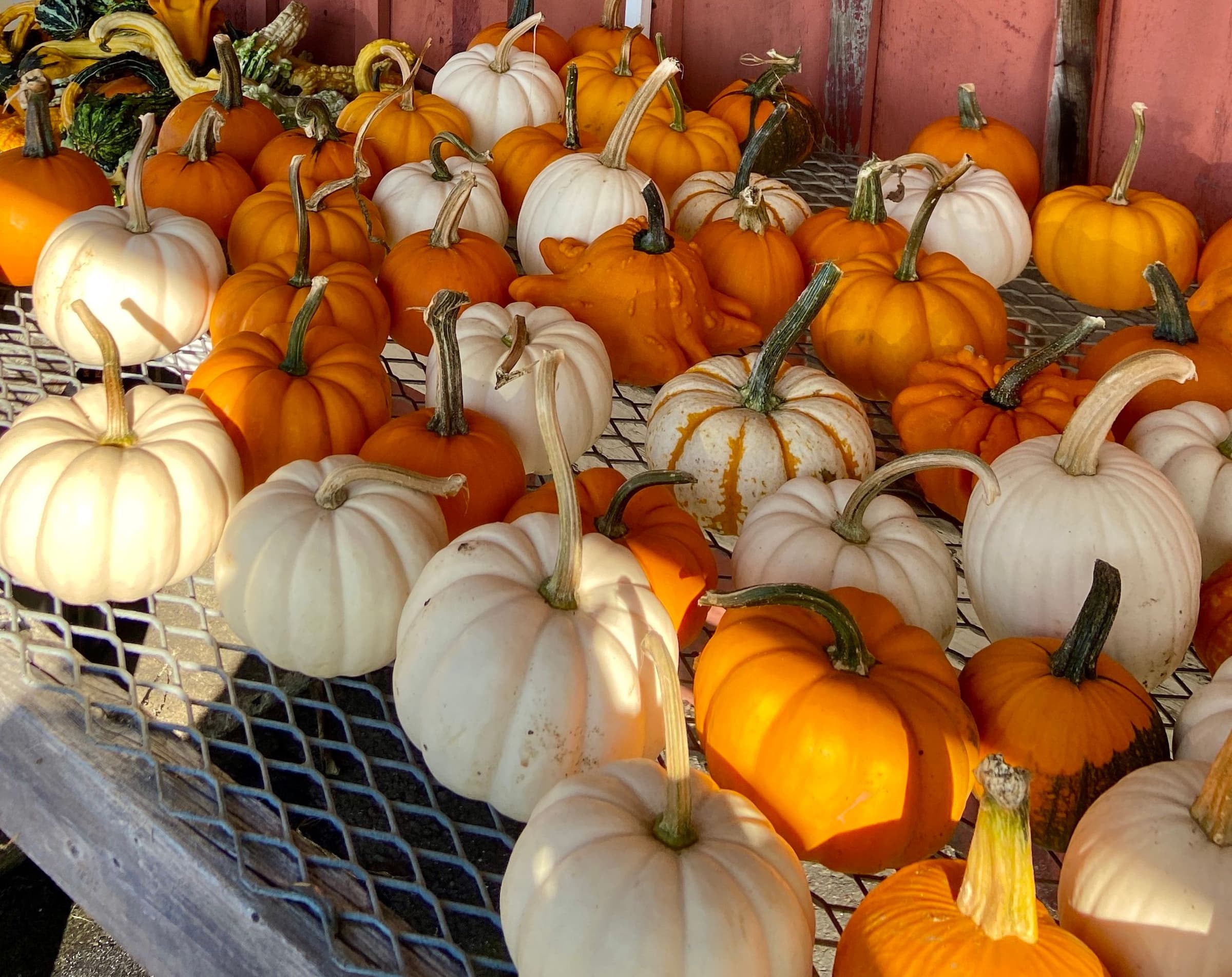 Fall Cooking at its Best