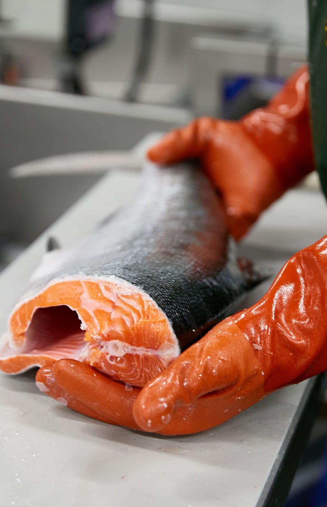 raw king salmon