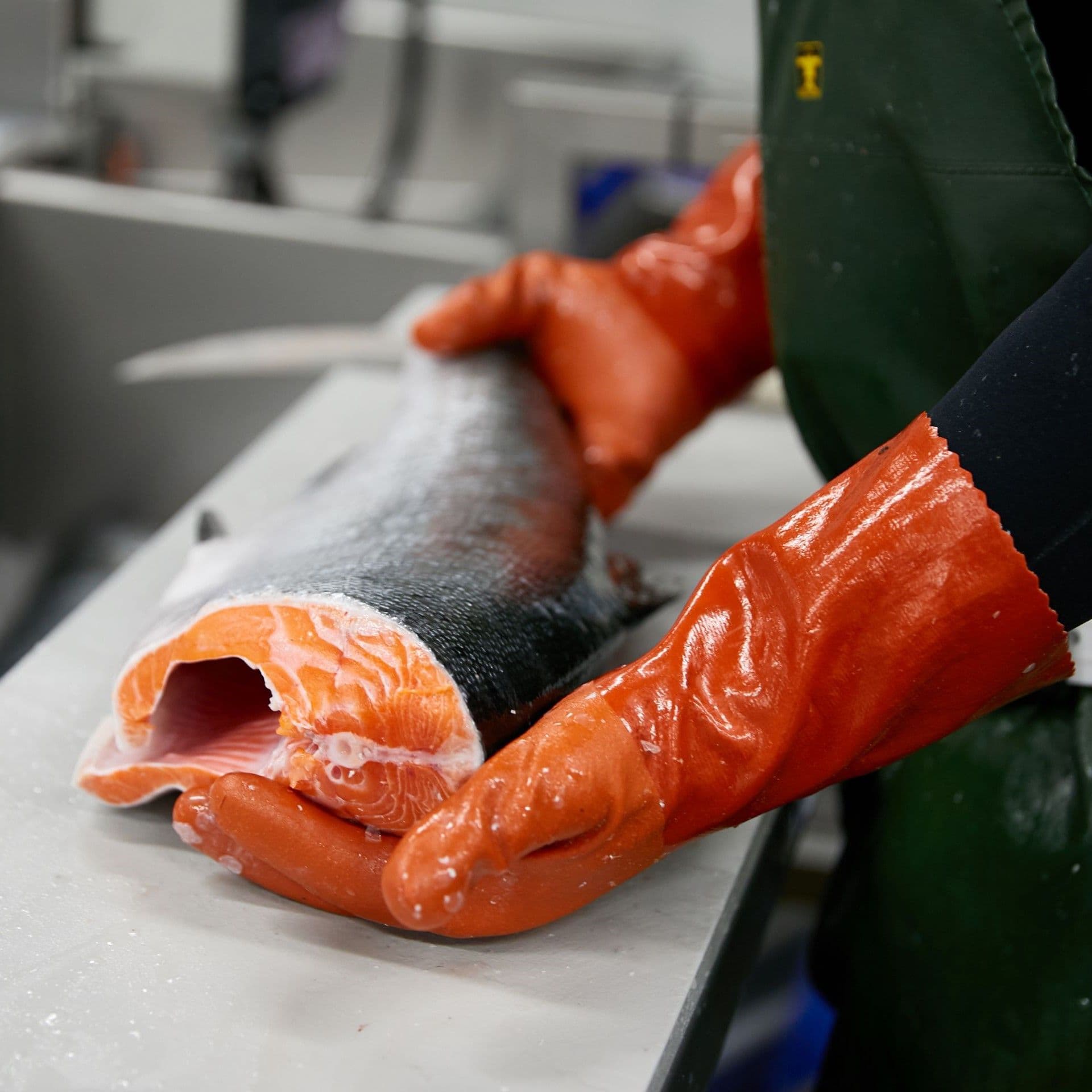 raw king salmon